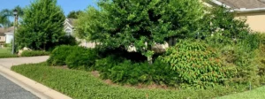 Eco-Friendly Gardens