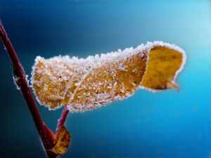 Frost Damage Prevention & Recovery