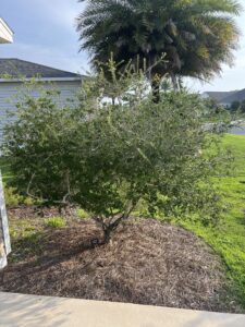 Sustainable Garden Maintenance Services